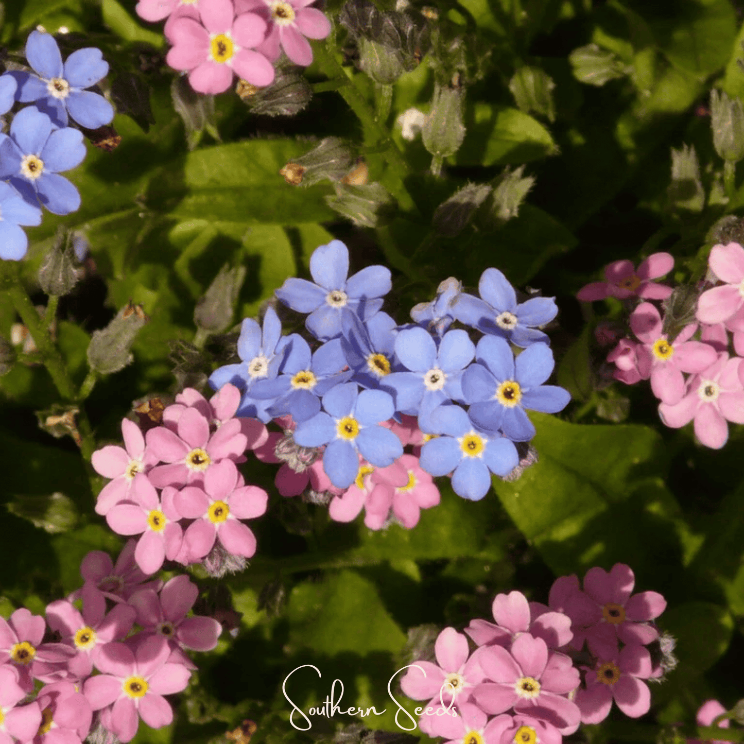 Forget Me Not Mix – 100 Seeds