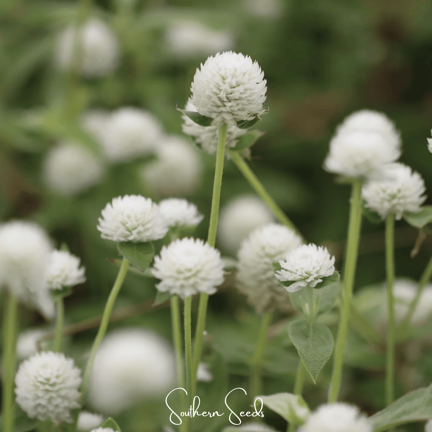 White Globosa Gomphrena – 50 Seeds