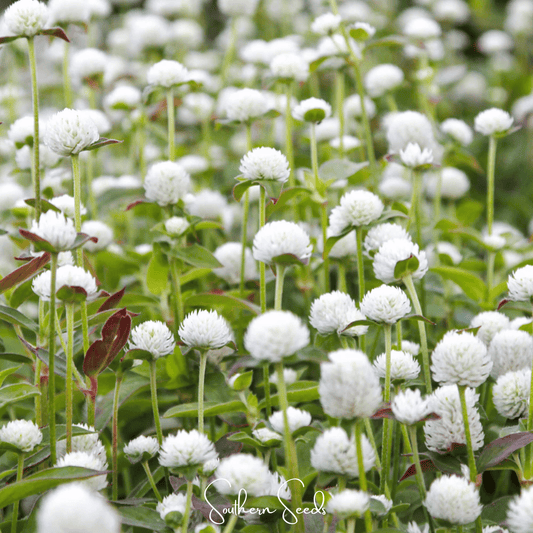 White Globosa Gomphrena – 50 Seeds