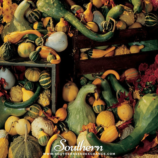 Large & Small Mix Gourds – 20 Seeds