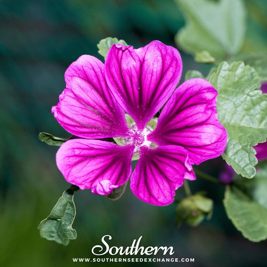 French Hollyhock – 25 Seeds