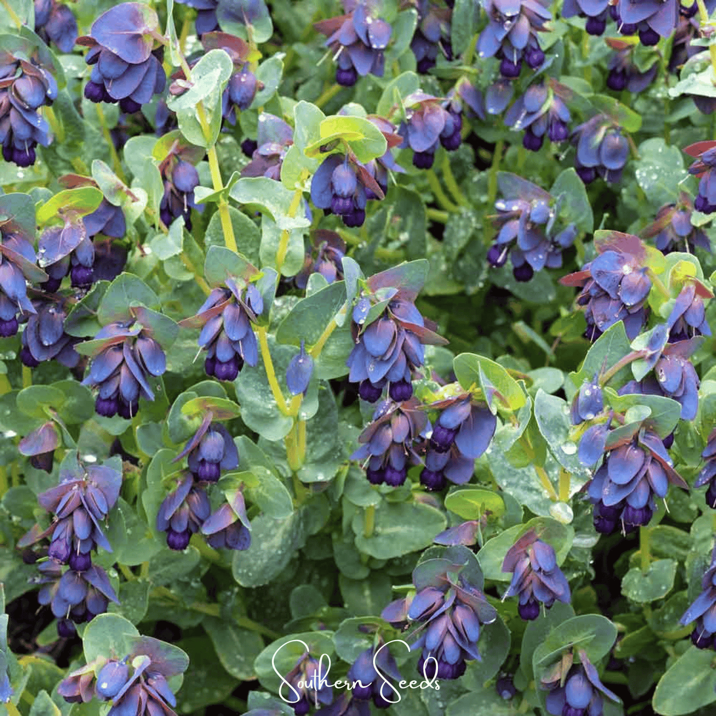 Blue Shrimp Honeywort – 10 Seeds