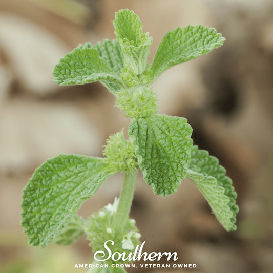 Horehound – 50 Seeds