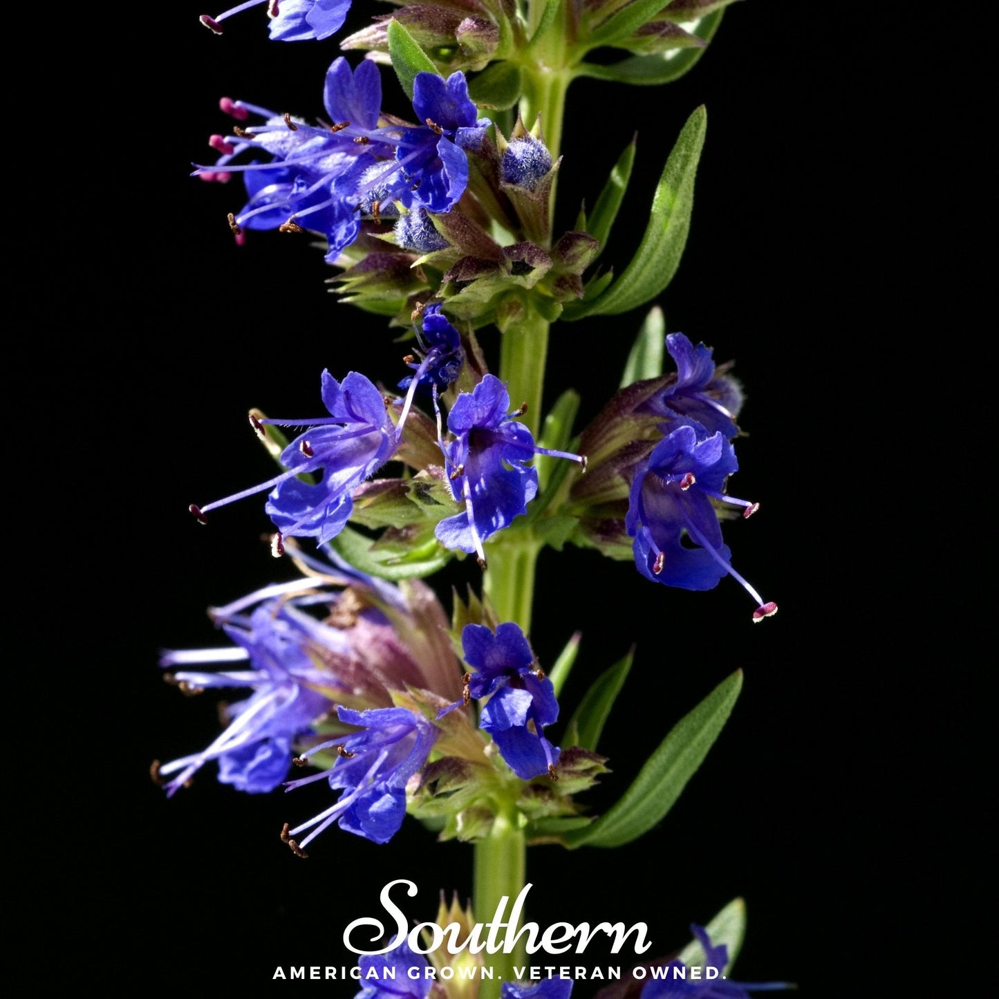 Blue Hyssop – 200 Seeds