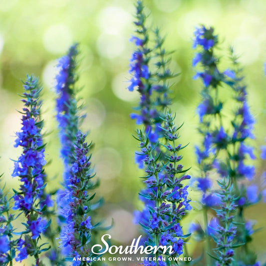 Blue Hyssop – 200 Seeds