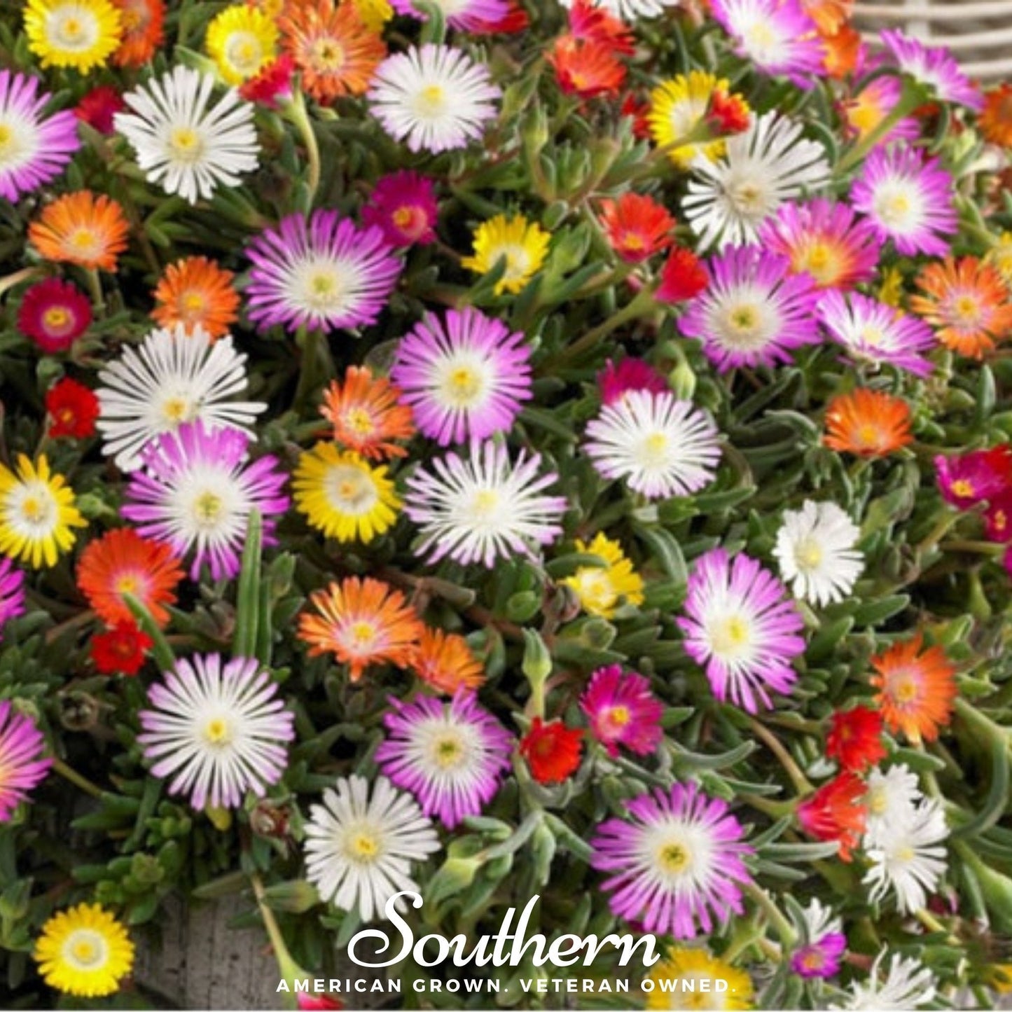 Ice Plant Mix – 200 Seeds