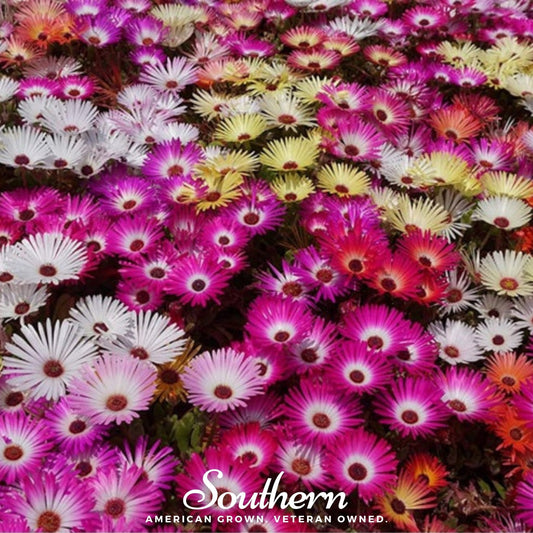 Ice Plant Mix – 200 Seeds