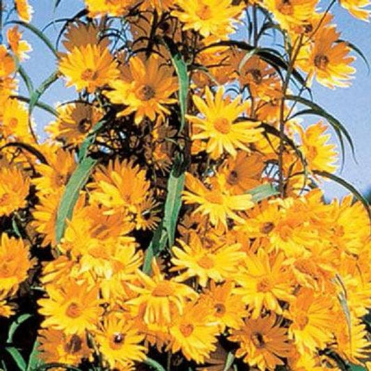 Maximillian Sunflower Live Plants - 5 Bulbs, Helianthus Maximillian, Perennial Garden Flowers