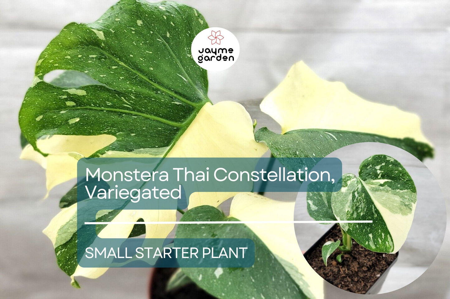 1 Monstera Thai Constellation Starter Plant - Variegated Monstera in 3" Pot - Unique Foliage for Indoor Decor & Tropical Plant Lovers