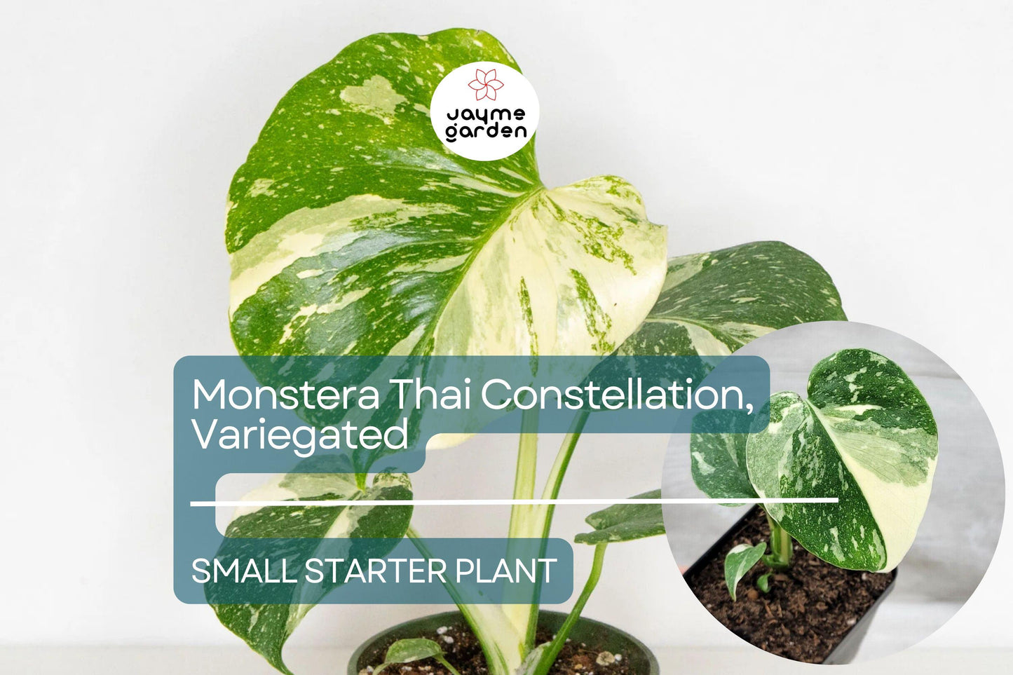 1 Monstera Thai Constellation Starter Plant - Variegated Monstera in 3" Pot - Unique Foliage for Indoor Decor & Tropical Plant Lovers
