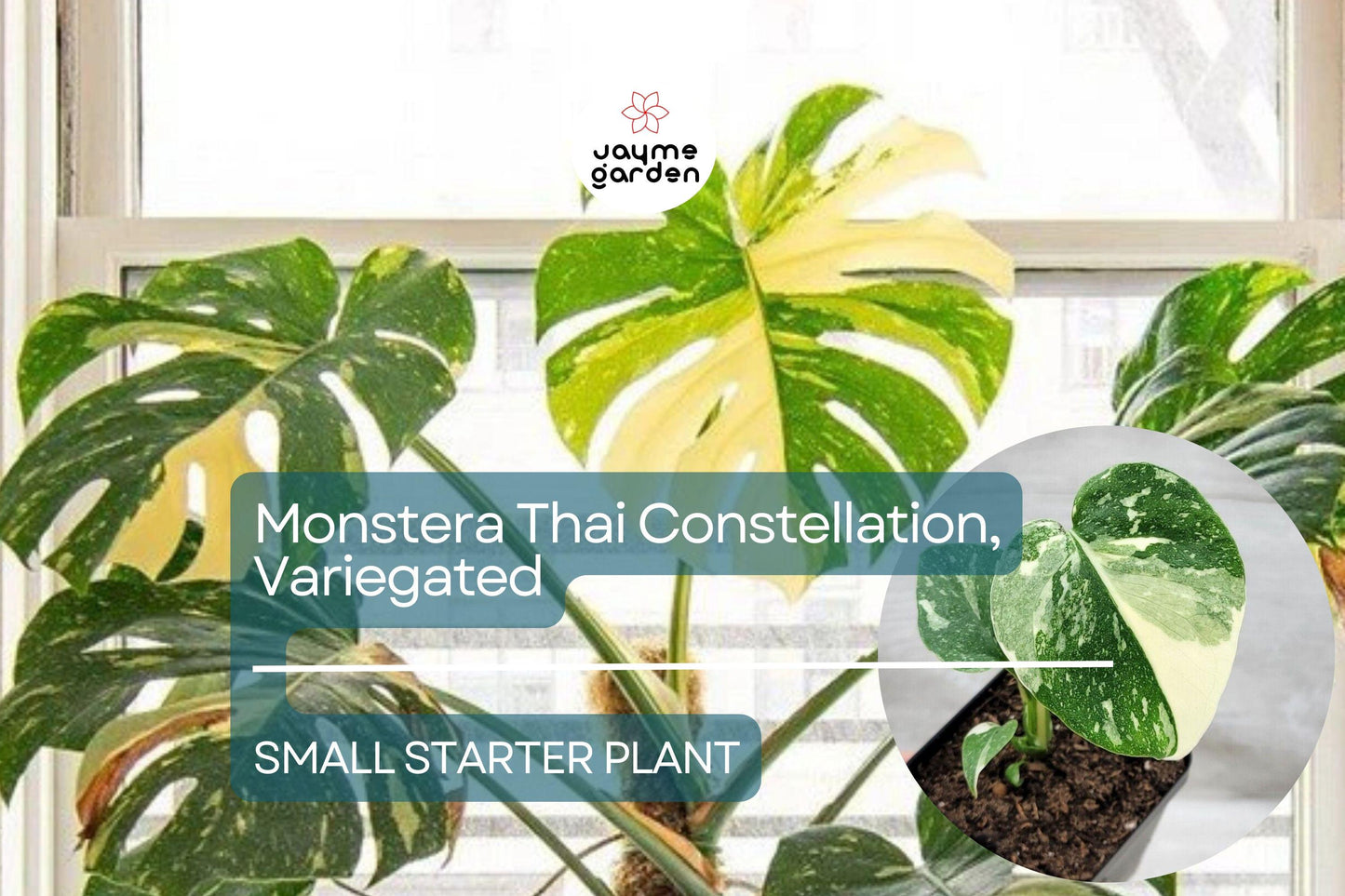 1 Monstera Thai Constellation Starter Plant - Variegated Monstera in 3" Pot - Unique Foliage for Indoor Decor & Tropical Plant Lovers