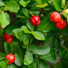 1 Barbados Acerola Cherry Tree Plant - Live 12" Cut Back, Malpighia emarginata, Edible Fruit, Tropical Cherry, Fast Growing, for Garden