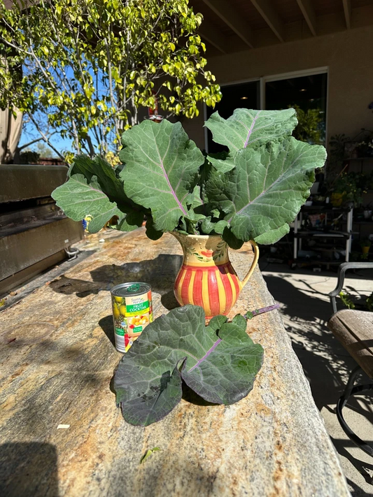 Purple Tree Kale Cuttings - 2 Live Cuttings, Brassica oleracea, Perennial Vegetable
