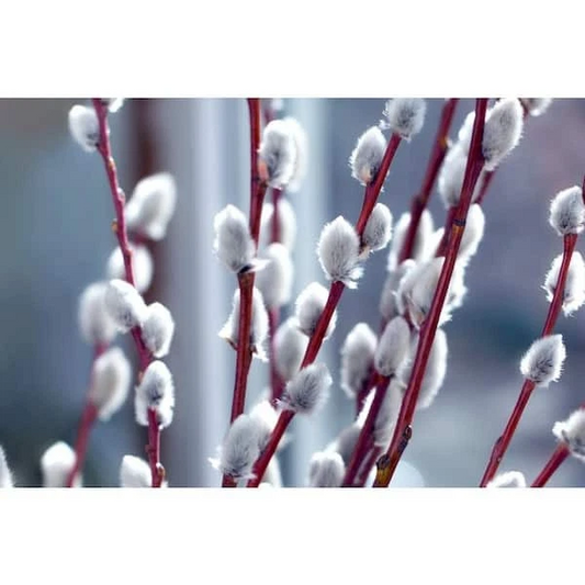 Pussy Willow Tree Cuttings, 10 Unrooted, Fast-Growing, Fuzzy White Blooms, Zones 5-8, Full Sun, Hedge or Standalone Shrub, Early Spring Bloomer