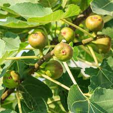 1 Fig Tree “Crozes” Cold Hardy Unrooted Cutting, 6-8 Inches, Perfect for Propagation, Grow Your Own Fig Tree, Cold Tolerant
