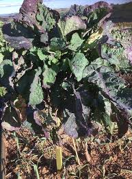 Purple Tree Kale Cuttings - 2 Live Cuttings, Brassica oleracea, Perennial Edible Green