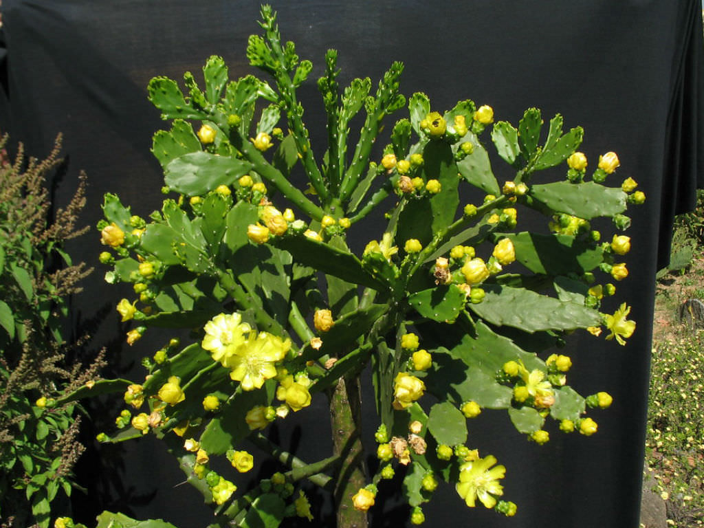 1 Brasiliopuntia brasiliensis (Brazilian Prickly Pear) Unrooted Cutting 1-2" – Treelike Cactus for Propagation, Gardening & Xeriscaping