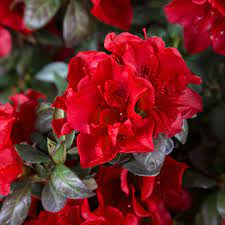 1 Encore Autumn Fire Azalea Plant – Deepest Red, Deciduous, Well-Rooted Starter, 4-10" Tall, Ships in Pot - Beautiful Fall Blooming Azalea