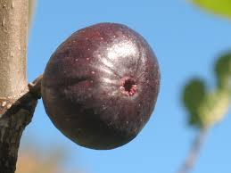 1 Kathleen's Black Fig Unrooted Cutting (Ficus carica) - At Least 3 Nodes, 8 Inches Long - Premium Fig Cutting for Rooting & Grafting