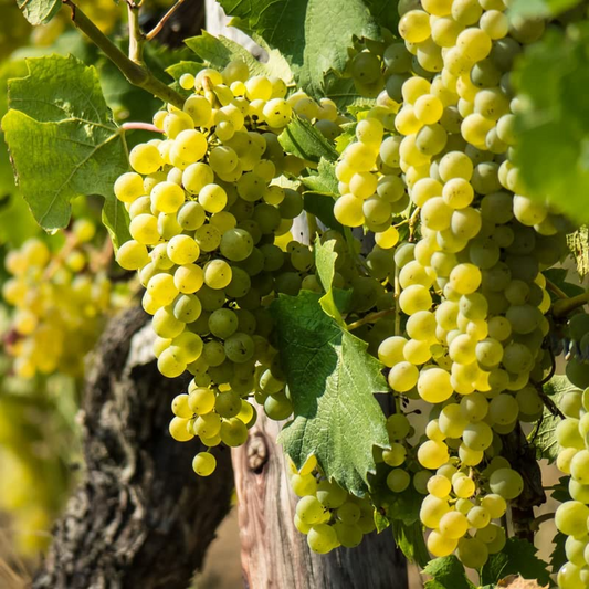 1 Green Rooted Grapes Cutting 8" Vine, Sweet Seedless Live Plant for Vineyard or Garden, Vitis vinifera, Fruit Propagation, Easy Growing