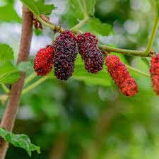 1 Dwarf Everbearing Mulberry Live Plant, Fruit Right Away, Morus Nigra, Compact Tree for Garden, Easy to Grow, Year-Round Fruit Production