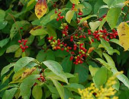 1 Lindera benzoin Northern Spicebush - Live Bare Root Plant 18"-24" for Zones 4-9 - Fragrant Wildlife-Friendly Shrub