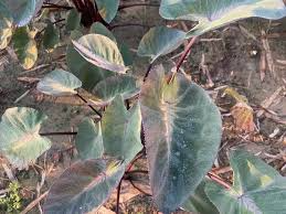 1 Colocasia esculenta ‘Tropical Storm’ - Elephant Ear Bare Root Live Plant 10” - Exotic Foliage