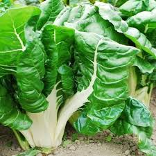 1 Gram Seeds Swiss Chard Fordhook – Beta vulgaris | Heirloom Vegetable for Planting, Nutritious Greens for Gardening