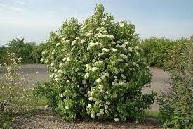 1 Nannyberry Viburnum Bush (Viburnum lentago) – Live Bare Root Plant 12"-14"