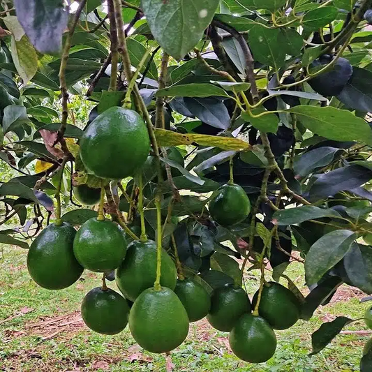 1 Grafted Avocado Marcus (Persea americana) – Live Tropical Fruit Tree 12”-24” Tall, Early Fruiting, Sweet Zapote Fruit