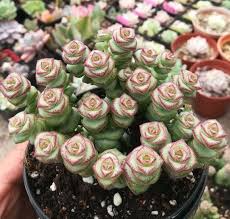 1 Crassula cv. 'Jade Necklace,' Rare Live Succulent Plant, Rooted in 2'' Pot, Easy Care