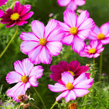 1 Gram Seeds Cosmos Picotee for Planting | Cosmos bipinnatus Unique Bicolor Blooms for Gardens, Pollinator Habitats & Decorative Landscaping
