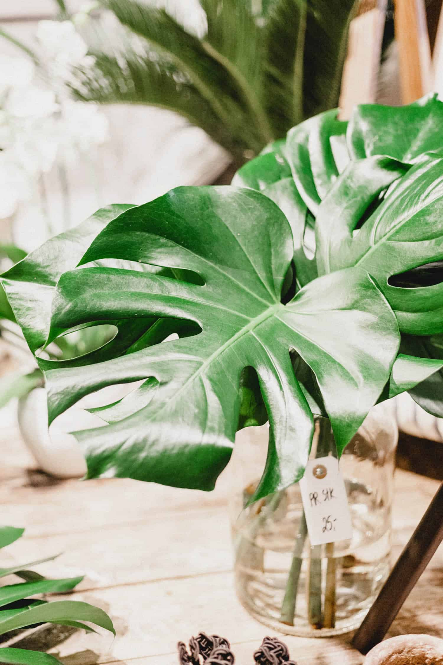 1 Large Monstera Deliciosa Rooted Cutting - Tropical Live Plant