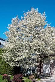 1 Allegheny Serviceberry Tree - Live Bare Root Plant 12"-14" (Amelanchier laevis)