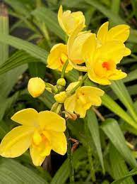 1 Bright Yellow Ground Orchid (Spathoglottis plicata) - Live Plant in 4” Pot - Tropical Perennial Blooms