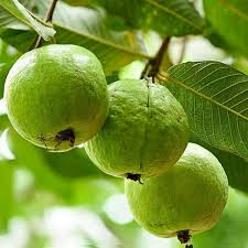 1 Guava Pear Tree (Psidium guajava) Tropical Fruit Tree – 12”-24” Live Starter Plant, Sweet Pear-Shaped Guava Fruit
