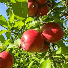 1 Fuji Apple Tree (Malus domestica) 2-3 Ft Tall Live Fruit Tree