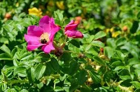 1 Japanese Rugosa Rose (Rosa rugosa) – Live Bare Root Plant 6"-12"