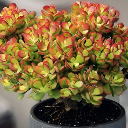 1 Bare Root Live Plant 8" Succulent Crassula Ovata ‘Crosby’s Compact’ Jade Plant | Dwarf Jade, Low-Maintenance, Indoor/Outdoor Houseplant