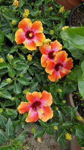 1 Hibiscus rosa-sinensis 'Hawaiian Sunset Fiesta' - Exotic Hibiscus Bare Root Starter Live Plant 3-5 Inches