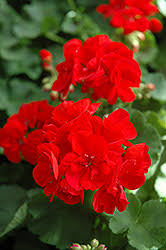 1 Geranium 'Patriot Bright Red' Plug - Zonal Crimson Red Live Plant, Beautiful Red Blooms, Hardy Garden Flower, for Containers & Bedding
