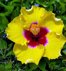 1 Hibiscus rosa-sinensis 'Hawaiian Yellow' - Exotic Yellow Hibiscus Bare Root Live Starter Plant 3-5 Inches