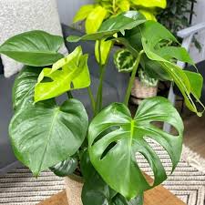 1 Monstera Friedrichsthalii Starter Plant 2-Leaf Vine, Rare Swiss Cheese Plant for Tropical Houseplant Lovers & Indoor Decor