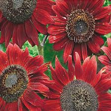 1 Gram Seeds Velvet Queen Sunflower for Planting | Vibrant Rusty-Red Blooms | Ornamental Sunflowers for Gardens, Bouquets, and Wildlife