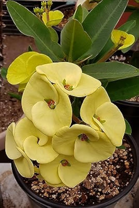 1 Euphorbia milii - Yellow Crown of Thorns Bare-Rooted Live Plant 5-7" - Big Flowers, Drought-Tolerant