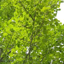 1 Live Bare Root Plant Hybrid Poplar Tree, Cottonless Cottonwood, 2-3 Feet, Fast-Growing Shade Tree