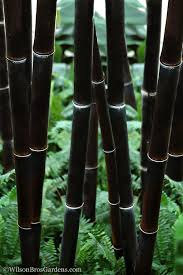 1 Black Bamboo Live Plant, Phyllostachys nigra, Multi-Cane Bamboo, Ornamental Privacy Screen, Fast Growing
