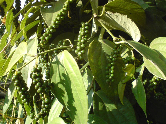 1 Black Pepper Plant | Piper nigrum | Live Starter Plant | USA Seller | Ideal for Indoor or Outdoor Growing | Spice Vine for Trellis