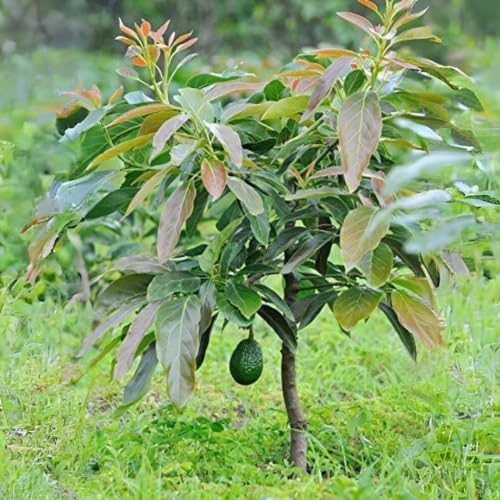 1 Avocado Marcus Tree (Persea americana) Live Starter Plant – Tropical Big Fruit Tree Exotic 1-2′