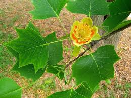 1 Liriodendron tulipifera American Tulip Tree - Live Bare Root Plant 2-3 Feet Tall for Zones 4-9